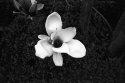 japanese magnolia