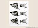 Poissons