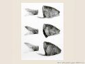 Poissons