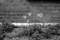 Baby Poppies - Summer Is Here
