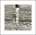 Tabby Abstract