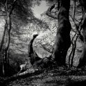 Forrest of Trolls....