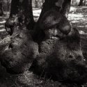 Forrest of Trolls....2