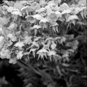 flowers 2