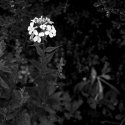 flowers 3