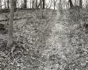 Hillside Logging Road
