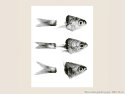 Poissons