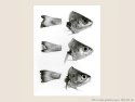 Poissons