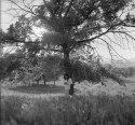 Under the tree