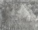 Spring Growth, Kiskiminetas Valley