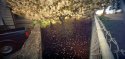 Cherry Blossoms