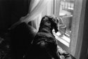 My Big Watchdog