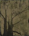 tintype/pinhole