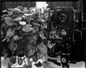 X-Ray Film Tryouts