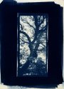 Salinas Valley Tree
