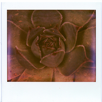 Instant Macro Fun no. 2