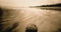 Near and Far, MSA; Miracle Beach, Low Tide