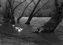 Four Ducks