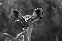 Kudu portrait