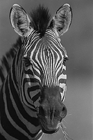 Zebra portrait
