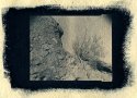 Rock and Shrub