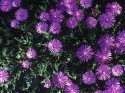 little pinwheels of excitement