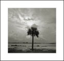Lone Palm