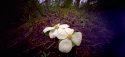 Fallen Dogwood