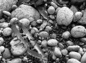 Rocks and Seaweed