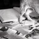 (still) life with dog