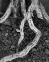 Roots