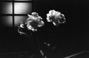 night bouquet