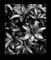 Day Lilies