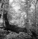 Forest Through the Trees 01