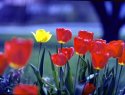 Tulips