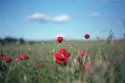 poppies in the sky with clouds ...