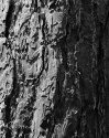 Tree Abstract
