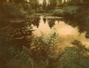 MSA, Ferns, Lilies