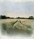 Field at sunset - Bromoil