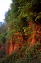 Jogging Forest