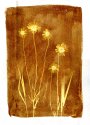 Field Daises-03-Sepia