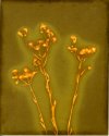 Field Daises-Lumen Print