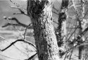 Moss covered Tree