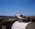 Seagull