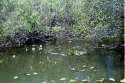 Florida swimming pond