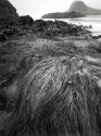 low tide outing--sea grass