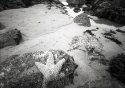 low tide outing--sea star