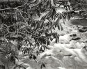 Rhododendron, Roaring Run