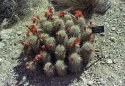 New Mexico native cactus