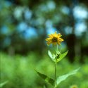 Single flower
